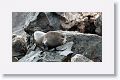 Incorrectly named Galapagos Fur Seals, they are really Sea Lions with  external ear-like pinnae flaps